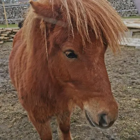 Ferienwohnung Emmi * Malchow (Mecklenburg-Vorpommern)